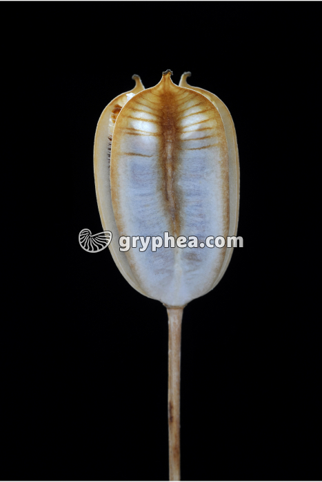 Tulipe - Fruit mûr (déhiscent) - gryphea.com